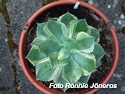 Agave potatorum variegatum